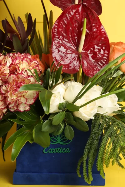Box Arrangements Box of Carnations, Roses, Anthuriums & Sunset Safari