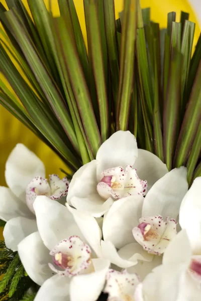 Fresh Flowers Arrangement of White Cymbidium & White Anthuriums